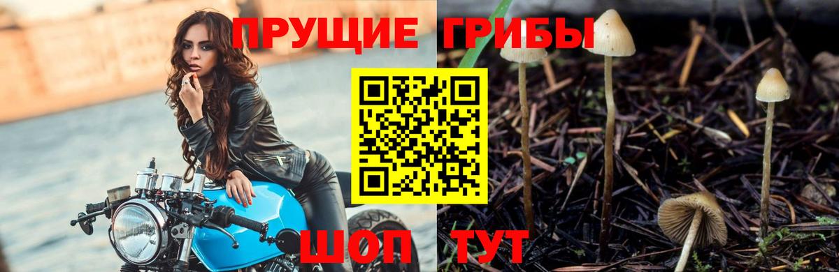 Галлюциногенные грибы Psilocybe Улан-Удэ